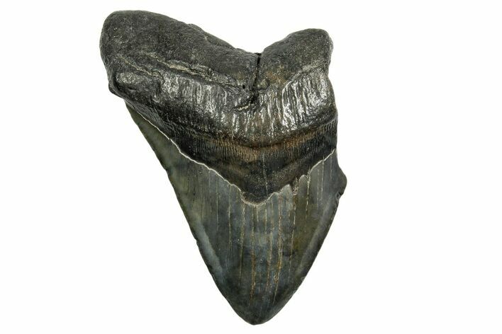 Bargain, Fossil Megalodon Tooth - South Carolina #374089